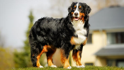 Berna swiss clearance mountain dog